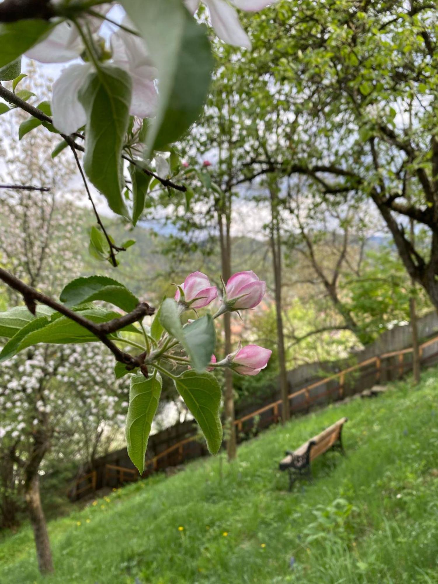 Skay Loft Bed & Breakfast Brasov Exterior photo